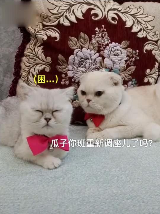 娱乐吃瓜君刘二豆