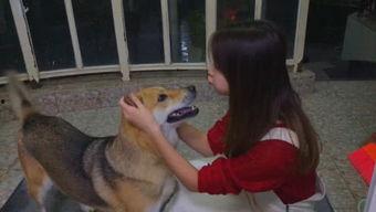 娱乐吃瓜酱大哥爱小狗,娱乐吃瓜酱大哥与小狗的温馨日常